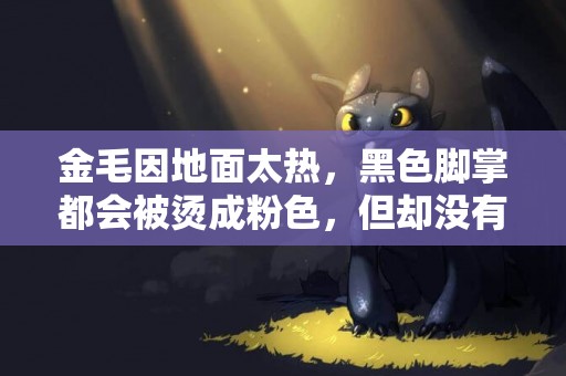 金毛因地面太熱，黑色腳掌都會被燙成粉色，但卻沒有哼聲堅持散步 
