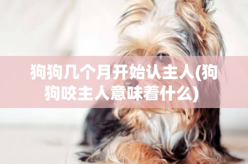 狗狗幾個月開始認主人(狗狗咬主人意味著什么) 