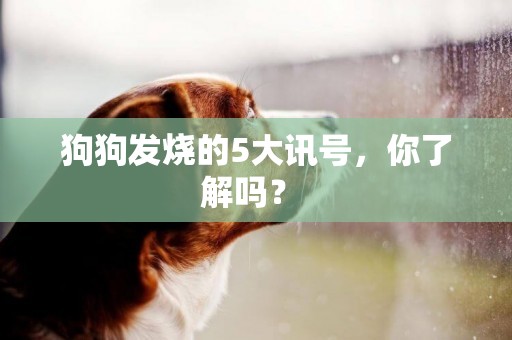 狗狗發燒的5大訊號，你了解嗎？ 