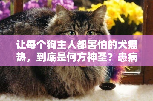 讓每個狗主人都害怕的犬瘟熱，到底是何方神圣？患病的狗狗有救嗎 