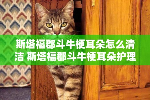 斯塔福郡斗牛梗耳朵怎么清潔 斯塔福郡斗牛梗耳朵護理方法