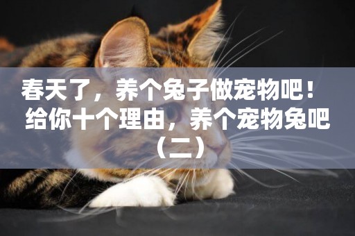 春天了，養個兔子做寵物吧！ 給你十個理由，養個寵物兔吧（二） 