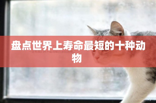 盤點世界上壽命最短的十種動物 