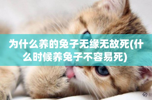 為什么養的兔子無緣無故死(什么時候養兔子不容易死) 