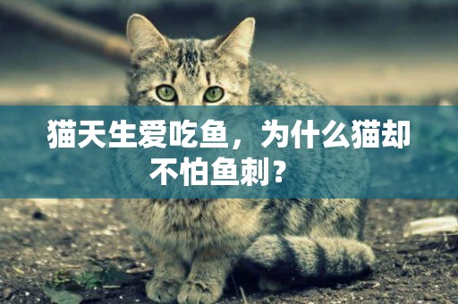 貓天生愛吃魚，為什么貓卻不怕魚刺？ 