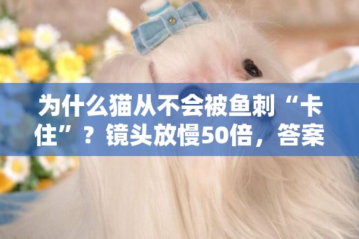 為什么貓從不會被魚刺“卡住”？鏡頭放慢50倍，答案一目了然 