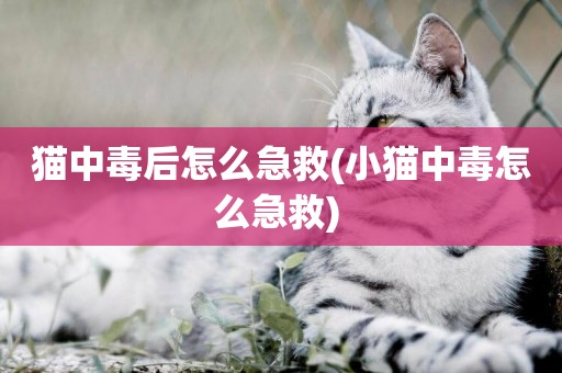 貓中毒后怎么急救(小貓中毒怎么急救) 