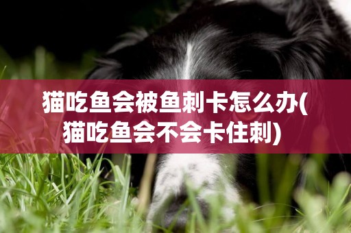 貓吃魚會被魚刺卡怎么辦(貓吃魚會不會卡住刺) 