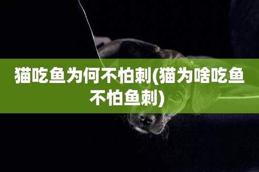 貓吃魚為何不怕刺(貓為啥吃魚不怕魚刺) 