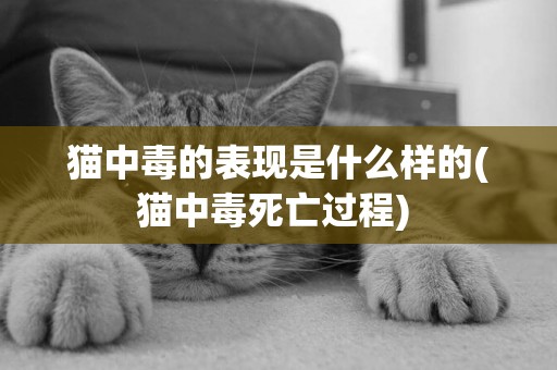 貓中毒的表現是什么樣的(貓中毒死亡過程) 