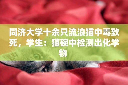同濟大學十余只流浪貓中毒致死，學生：貓碗中檢測出化學物 