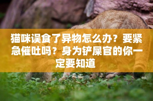貓咪誤食了異物怎么辦？要緊急催吐嗎？身為鏟屎官的你一定要知道 