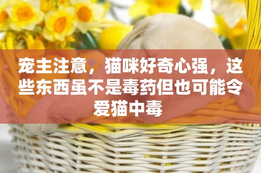 寵主注意，貓咪好奇心強，這些東西雖不是毒藥但也可能令愛貓中毒 