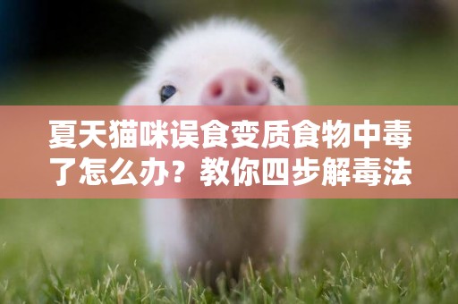 夏天貓咪誤食變質食物中毒了怎么辦？教你四步解毒法拯救貓咪 