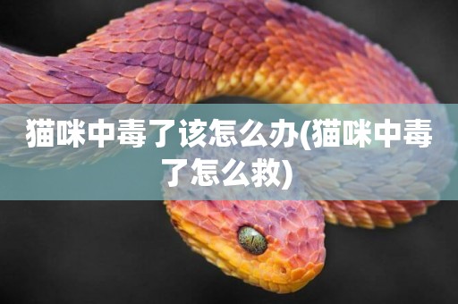 貓咪中毒了該怎么辦(貓咪中毒了怎么救) 