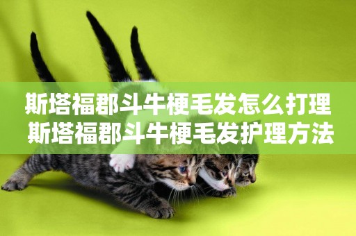 斯塔福郡斗牛梗毛發怎么打理 斯塔福郡斗牛梗毛發護理方法