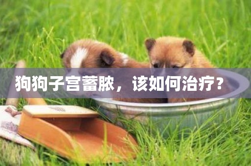 狗狗子宮蓄膿，該如何治療？ 