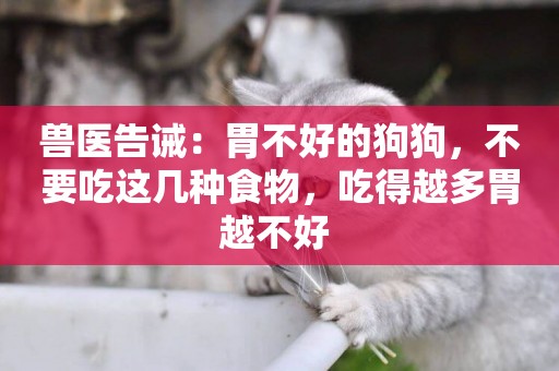 獸醫告誡：胃不好的狗狗，不要吃這幾種食物，吃得越多胃越不好 