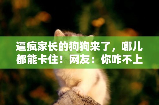 逼瘋家長的狗狗來了，哪兒都能卡住！網友：你咋不上天？ 