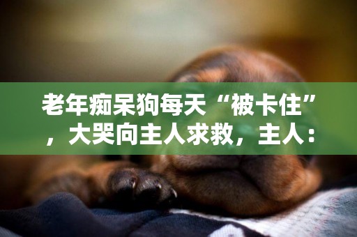 老年癡呆狗每天“被卡住”，大哭向主人求救，主人：老了也是寶貝 
