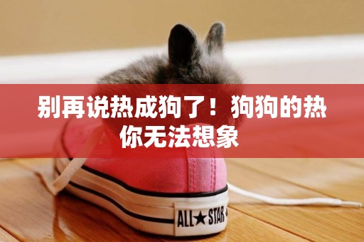 別再說熱成狗了！狗狗的熱你無法想象 