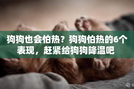 狗狗也會怕熱？狗狗怕熱的6個表現，趕緊給狗狗降溫吧 