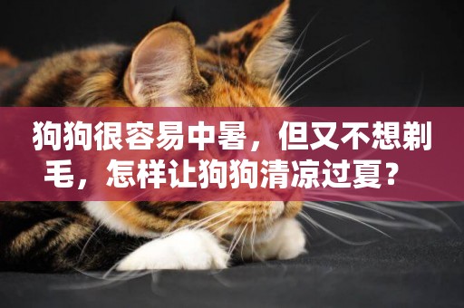 狗狗很容易中暑，但又不想剃毛，怎樣讓狗狗清涼過夏？ 