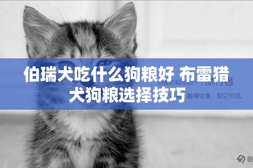伯瑞犬吃什么狗糧好 布雷獵犬狗糧選擇技巧