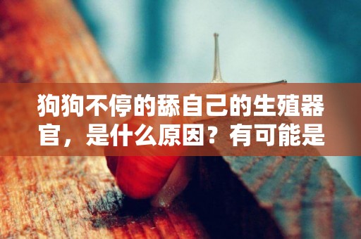 狗狗不停的舔自己的生殖器官，是什么原因？有可能是患了尿路感染 
