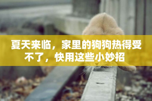 夏天來臨，家里的狗狗熱得受不了，快用這些小妙招 