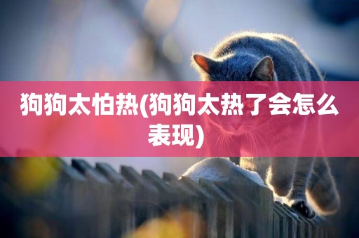 狗狗太怕熱(狗狗太熱了會怎么表現) 