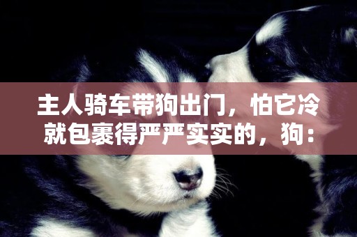 主人騎車帶狗出門，怕它冷就包裹得嚴嚴實實的，狗：我真的很熱啊 
