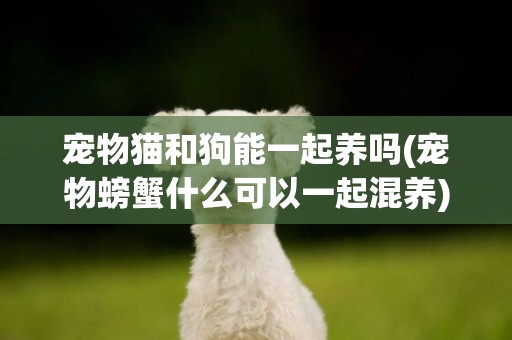 寵物貓和狗能一起養嗎(寵物螃蟹什么可以一起混養) 