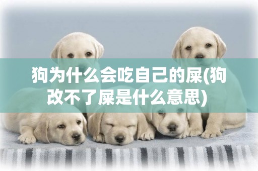 狗為什么會吃自己的屎(狗改不了屎是什么意思) 