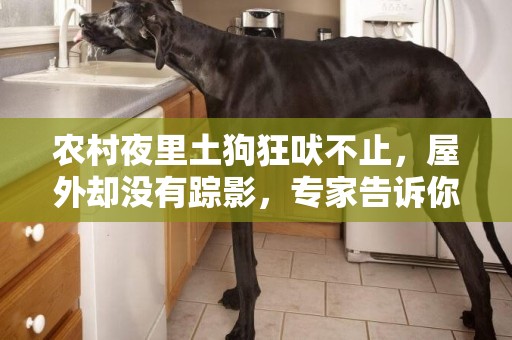 農村夜里土狗狂吠不止，屋外卻沒有蹤影，專家告訴你這是為什么 