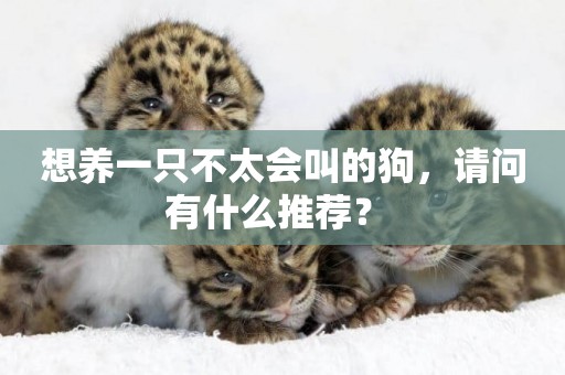 想養一只不太會叫的狗，請問有什么推薦？ 
