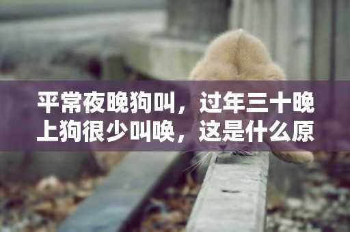 平常夜晚狗叫，過年三十晚上狗很少叫喚，這是什么原因？ 