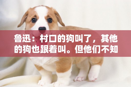 魯迅：村口的狗叫了，其他的狗也跟著叫。但他們不知道為什么叫 