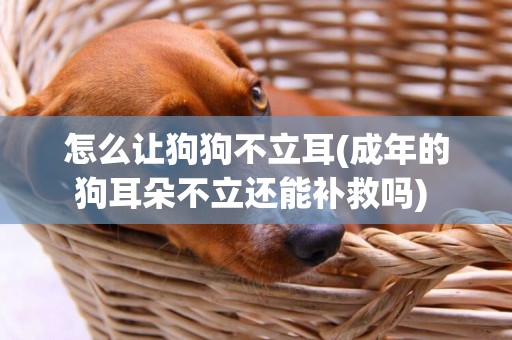 怎么讓狗狗不立耳(成年的狗耳朵不立還能補救嗎) 