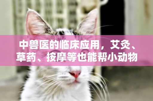 中獸醫的臨床應用，艾灸、草藥、按摩等也能幫小動物消除病痛 