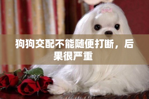 狗狗交配不能隨便打斷，后果很嚴重 