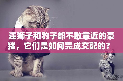 連獅子和豹子都不敢靠近的豪豬，它們是如何完成交配的？ 