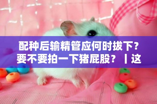 配種后輸精管應何時拔下？要不要拍一下豬屁股？丨這里有準確答案 