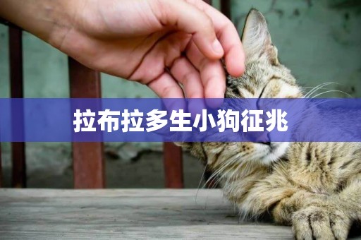 拉布拉多生小狗征兆