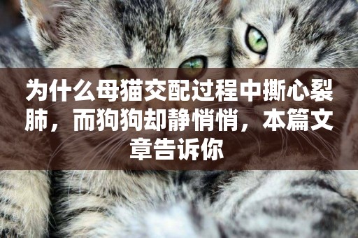為什么母貓交配過程中撕心裂肺，而狗狗卻靜悄悄，本篇文章告訴你 