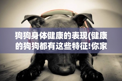狗狗身體健康的表現(健康的狗狗都有這些特征!你家是這樣嗎英語) 