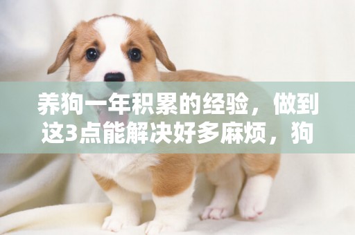 養狗一年積累的經驗，做到這3點能解決好多麻煩，狗狗又乖又健康 