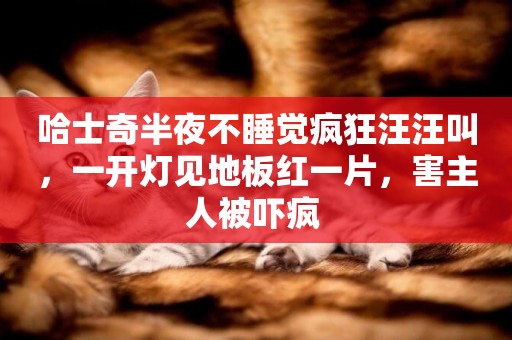 哈士奇半夜不睡覺瘋狂汪汪叫，一開燈見地板紅一片，害主人被嚇瘋 