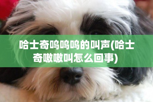 哈士奇嗚嗚嗚的叫聲(哈士奇嗷嗷叫怎么回事) 
