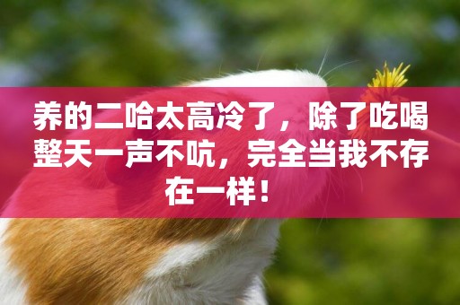 養的二哈太高冷了，除了吃喝整天一聲不吭，完全當我不存在一樣！ 